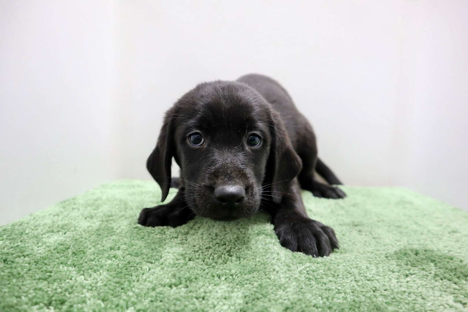 ご家族様が決まりました♪