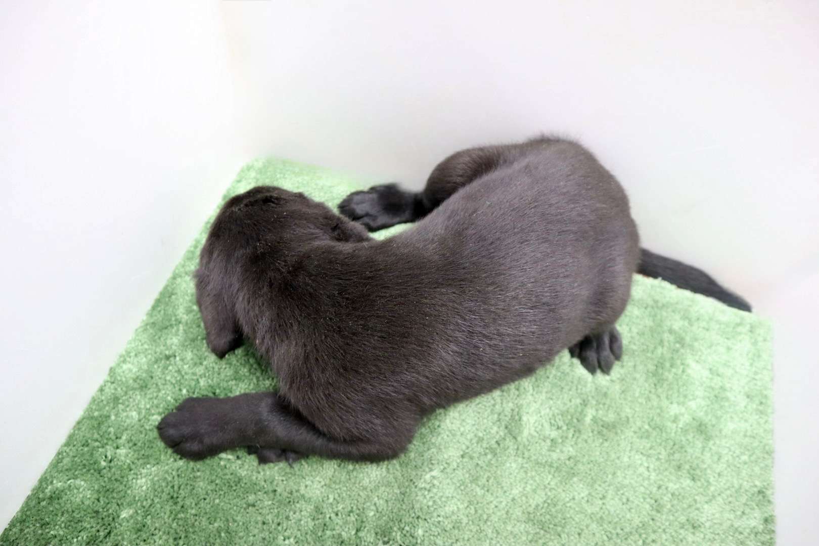 ご家族様が決まりました♪