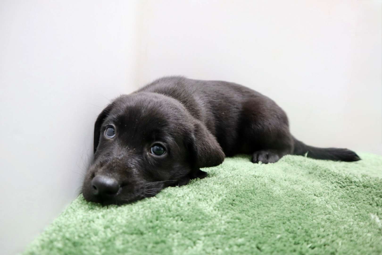 ご家族様が決まりました♪