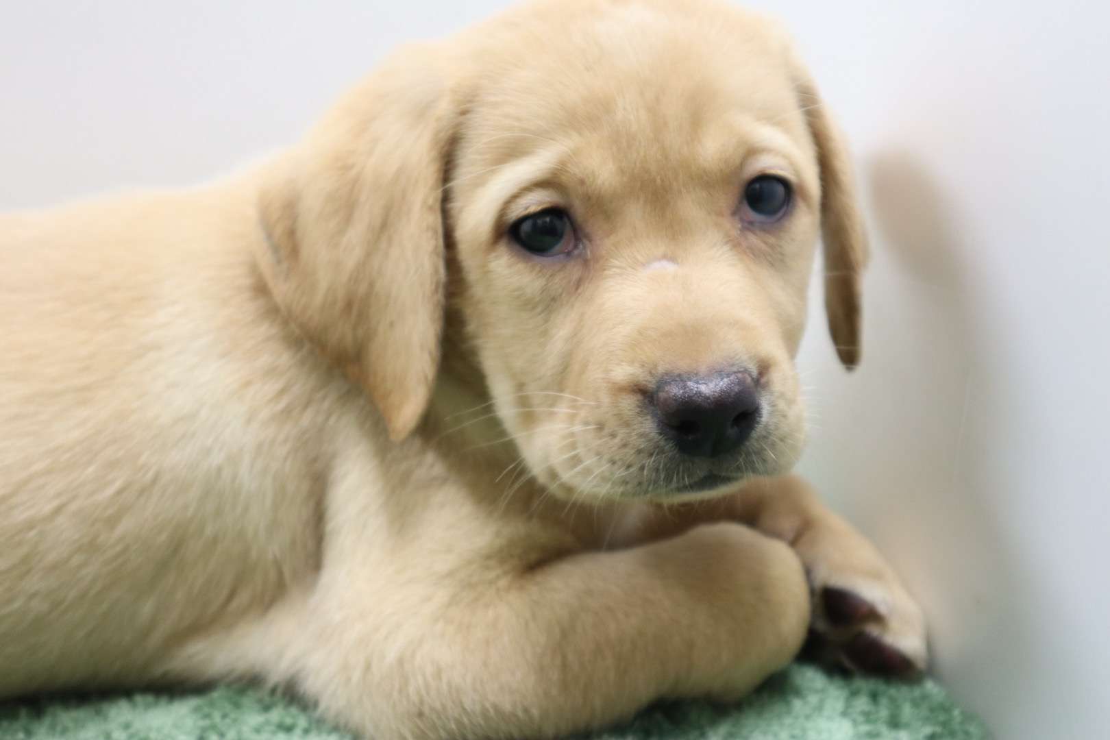 兄妹と戯れて引っかいてしまったらしくお鼻の所が少しハゲてます。成長とともに毛は生えてくると思いますが現状でのお引き渡しとなります。