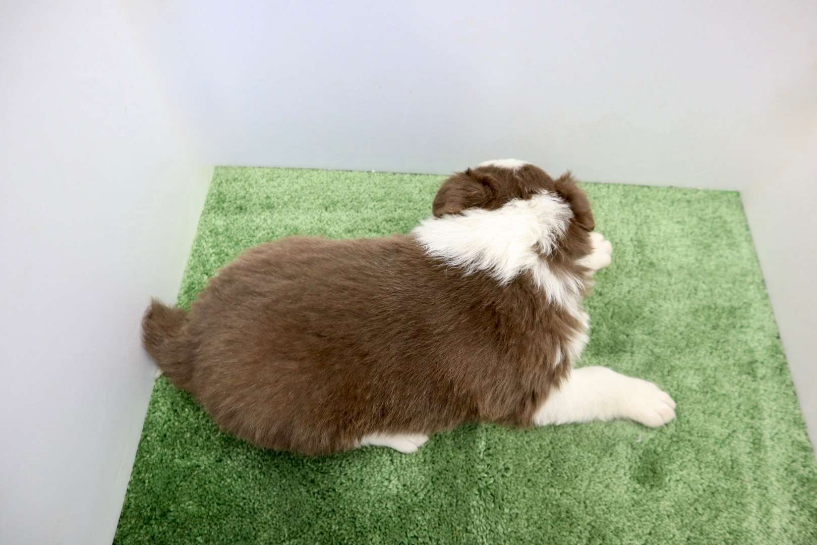 ご家族様が決まりました♪