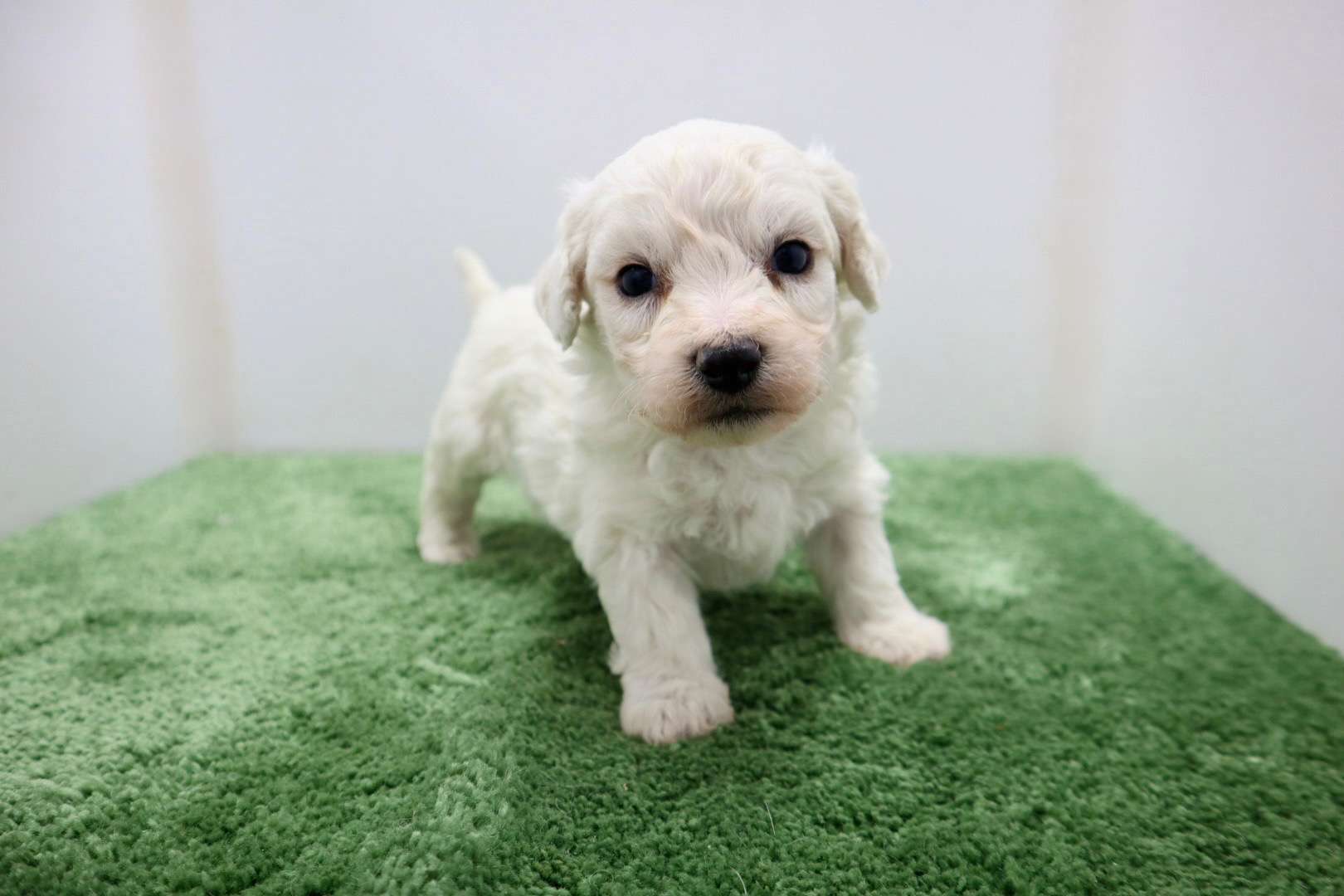 ♂ビションフリーゼ　¥187,000円（税込）