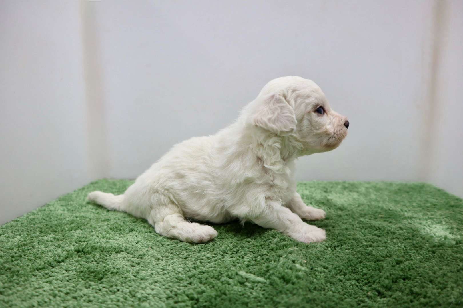 ♂ビションフリーゼ　¥187,000円（税込）