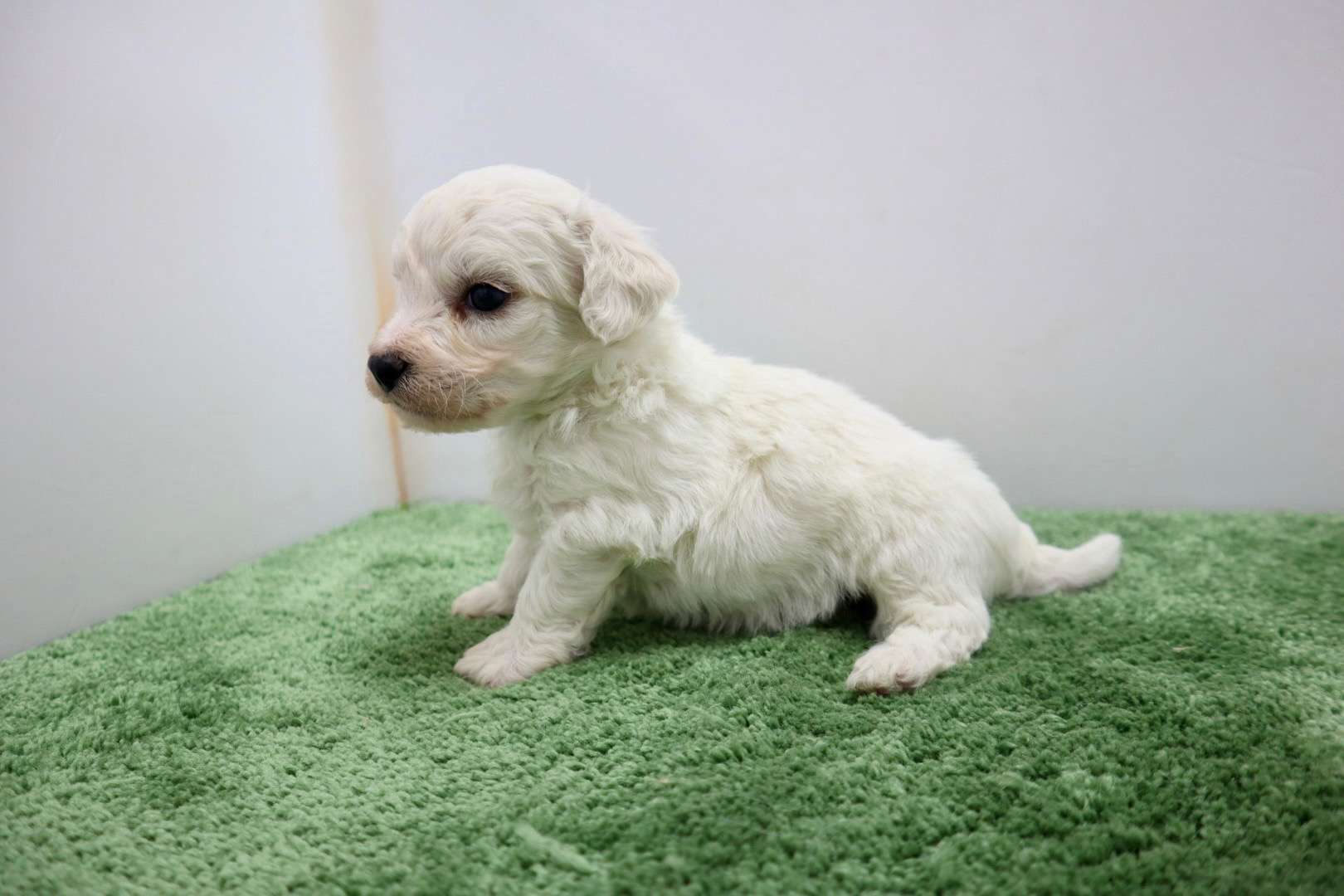 ♂ビションフリーゼ　¥187,000円（税込）