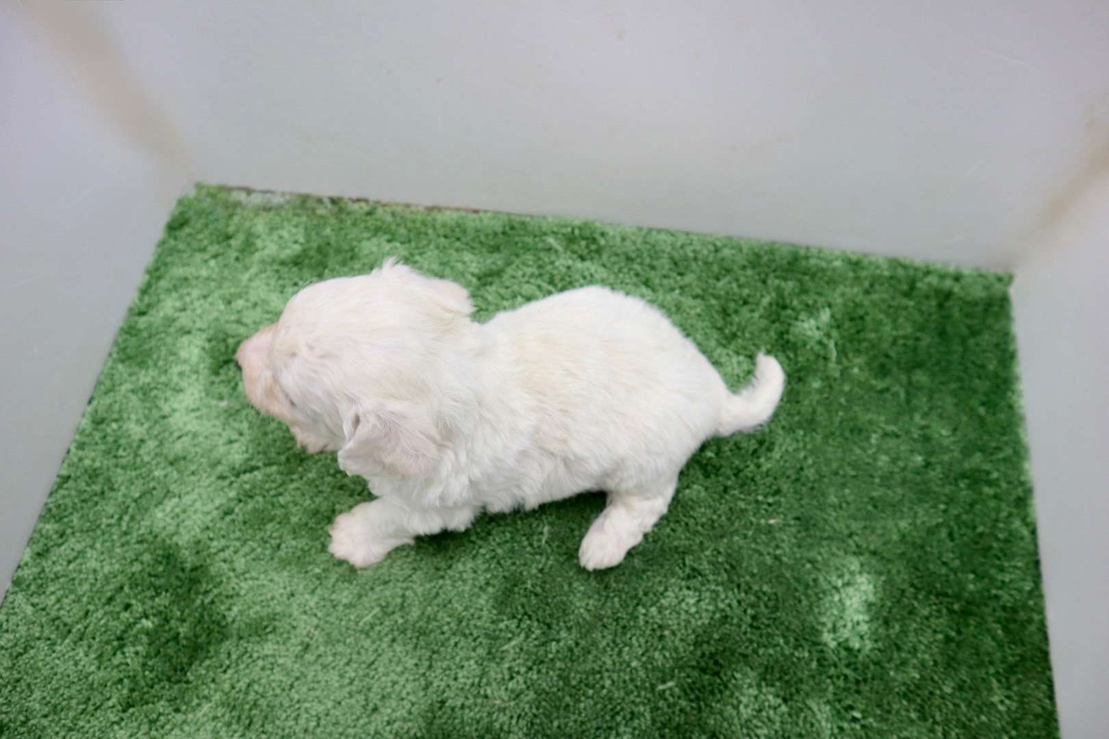 ♂ビションフリーゼ　¥187,000円（税込）