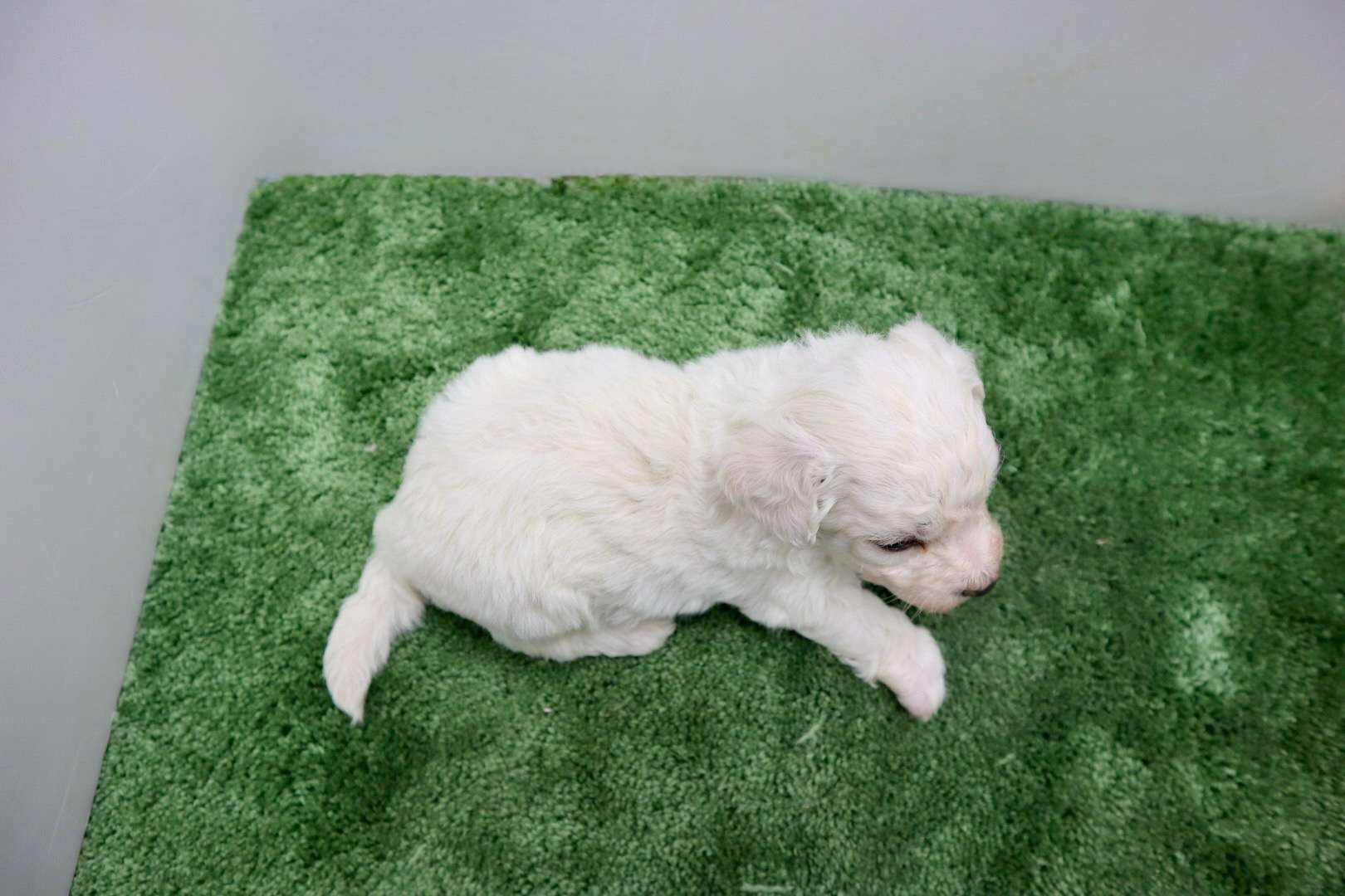 ♂ビションフリーゼ　¥187,000円（税込）