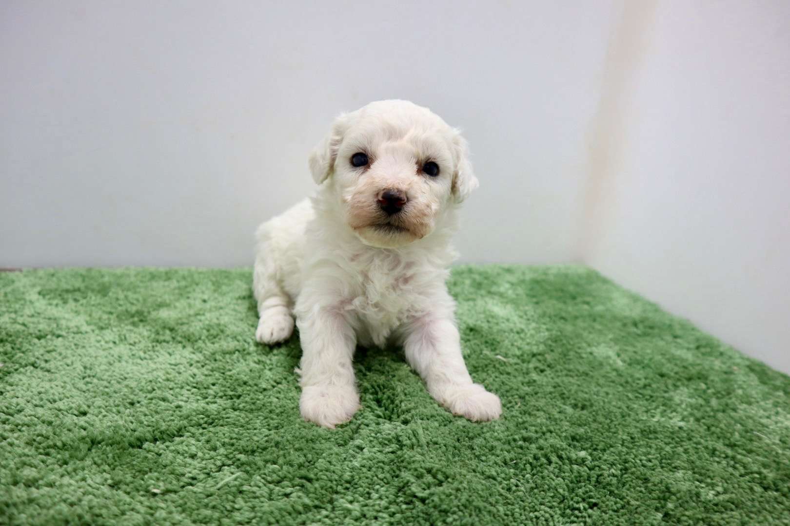 ♀ビションフリーゼ　¥220,000円（税込）