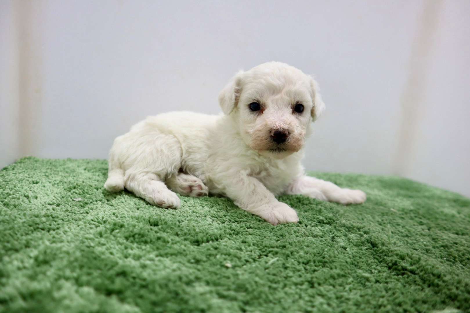 ♀ビションフリーゼ　¥220,000円（税込）