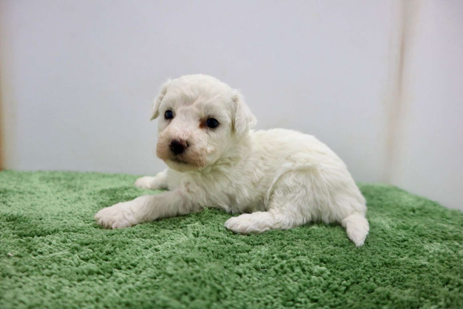 ♀ビションフリーゼ　¥220,000円（税込）