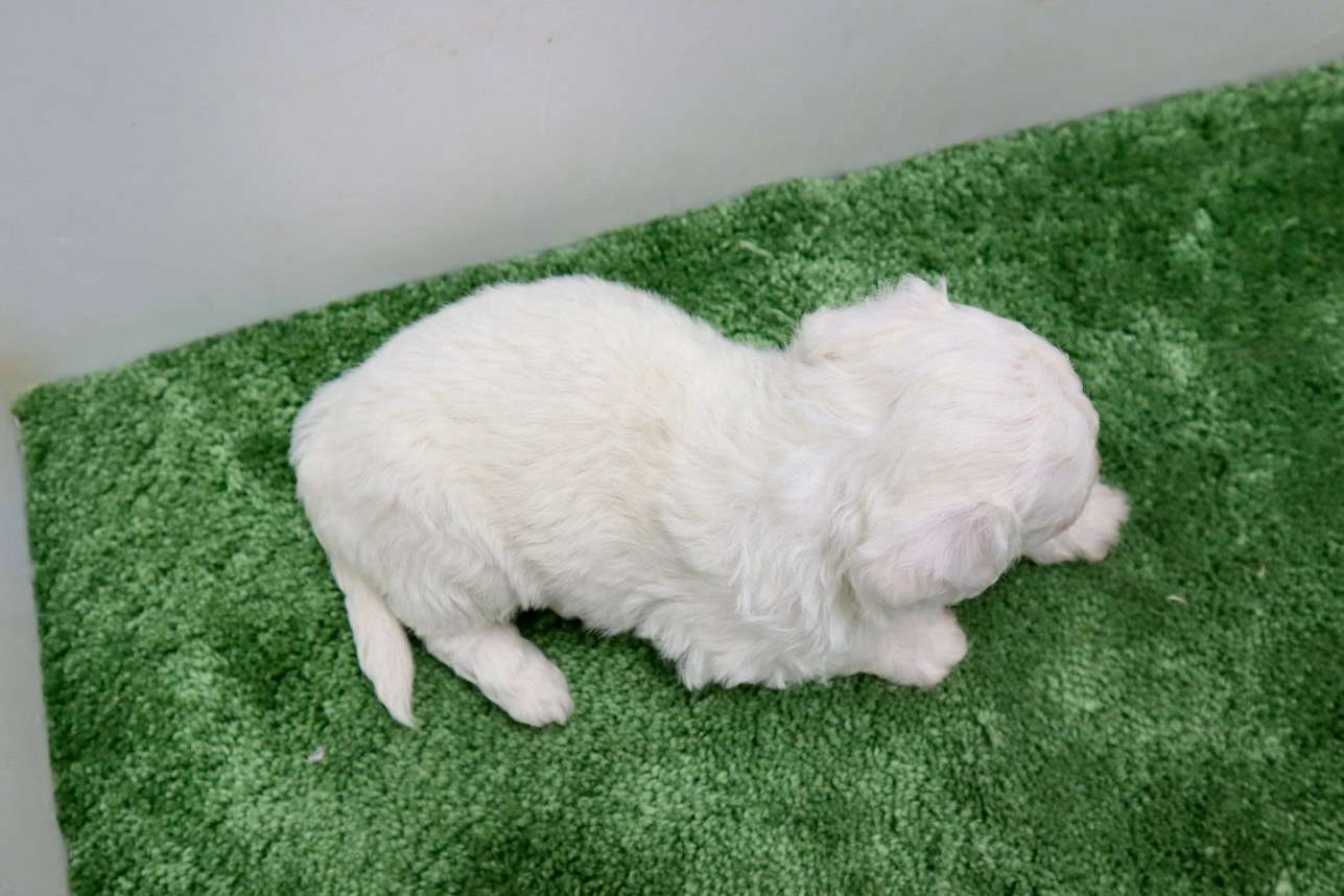 ♀ビションフリーゼ　¥220,000円（税込）