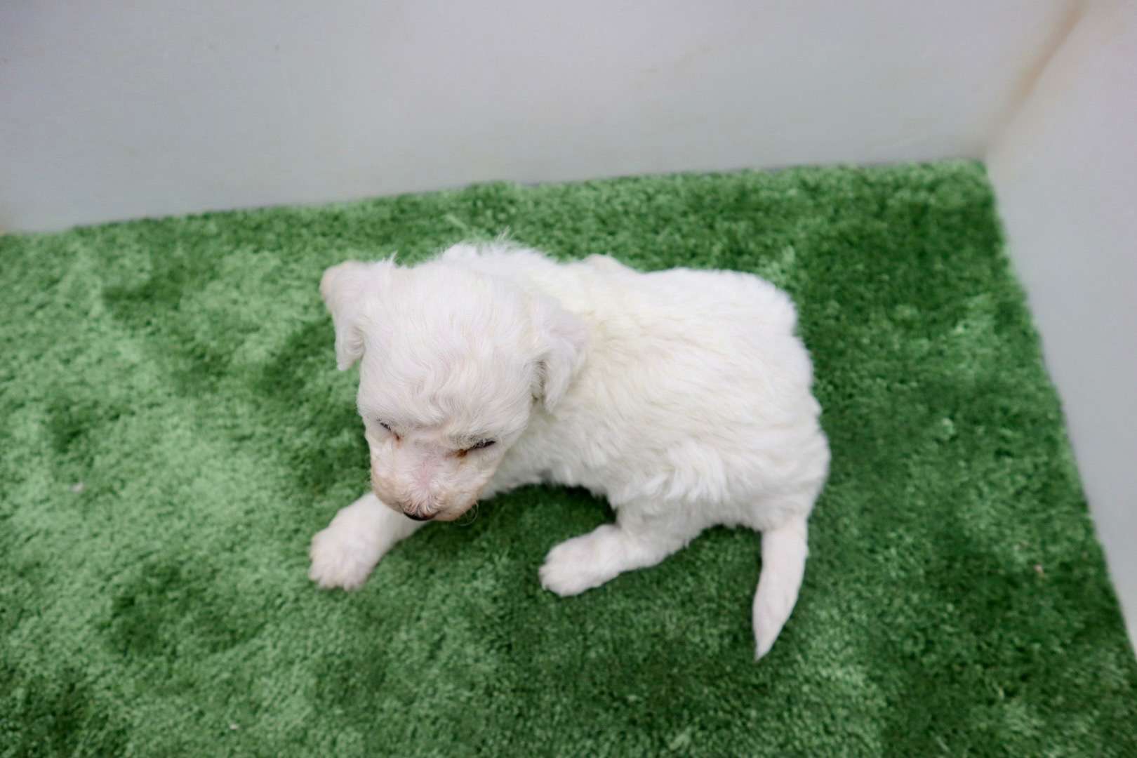 ♀ビションフリーゼ　¥220,000円（税込）