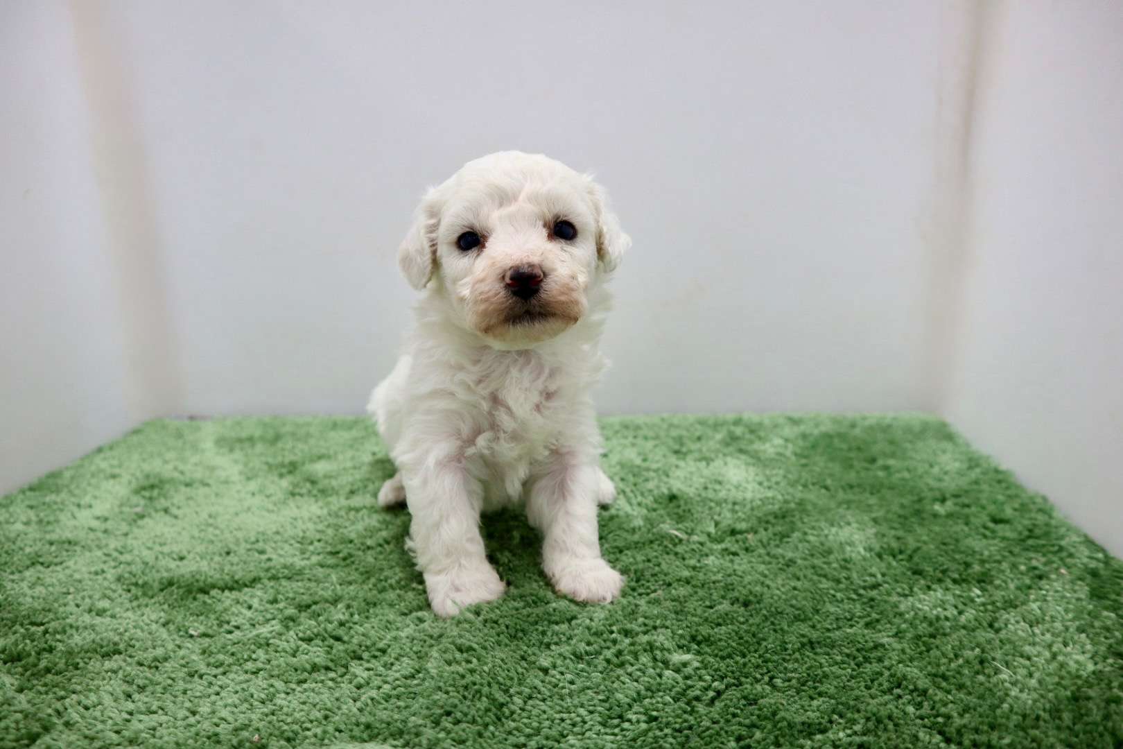 ♀ビションフリーゼ　¥220,000円（税込）