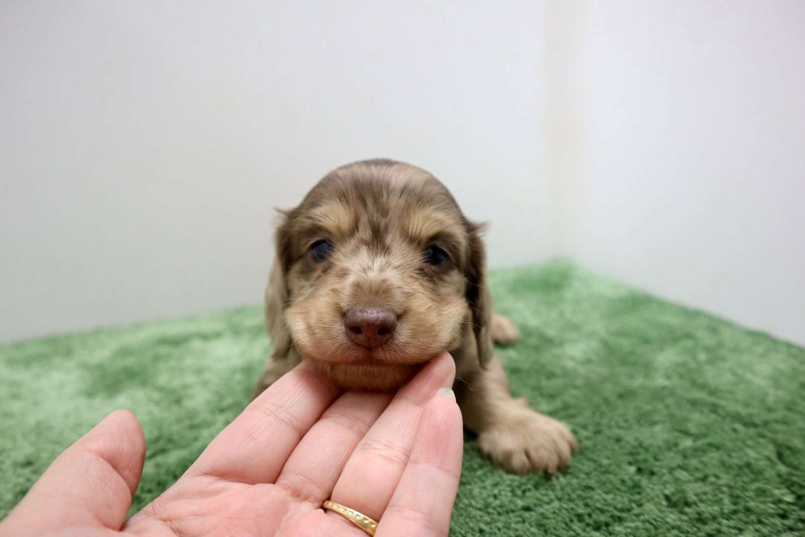 ♂ミニチュアダックスフンド 　¥253,000円（税込）