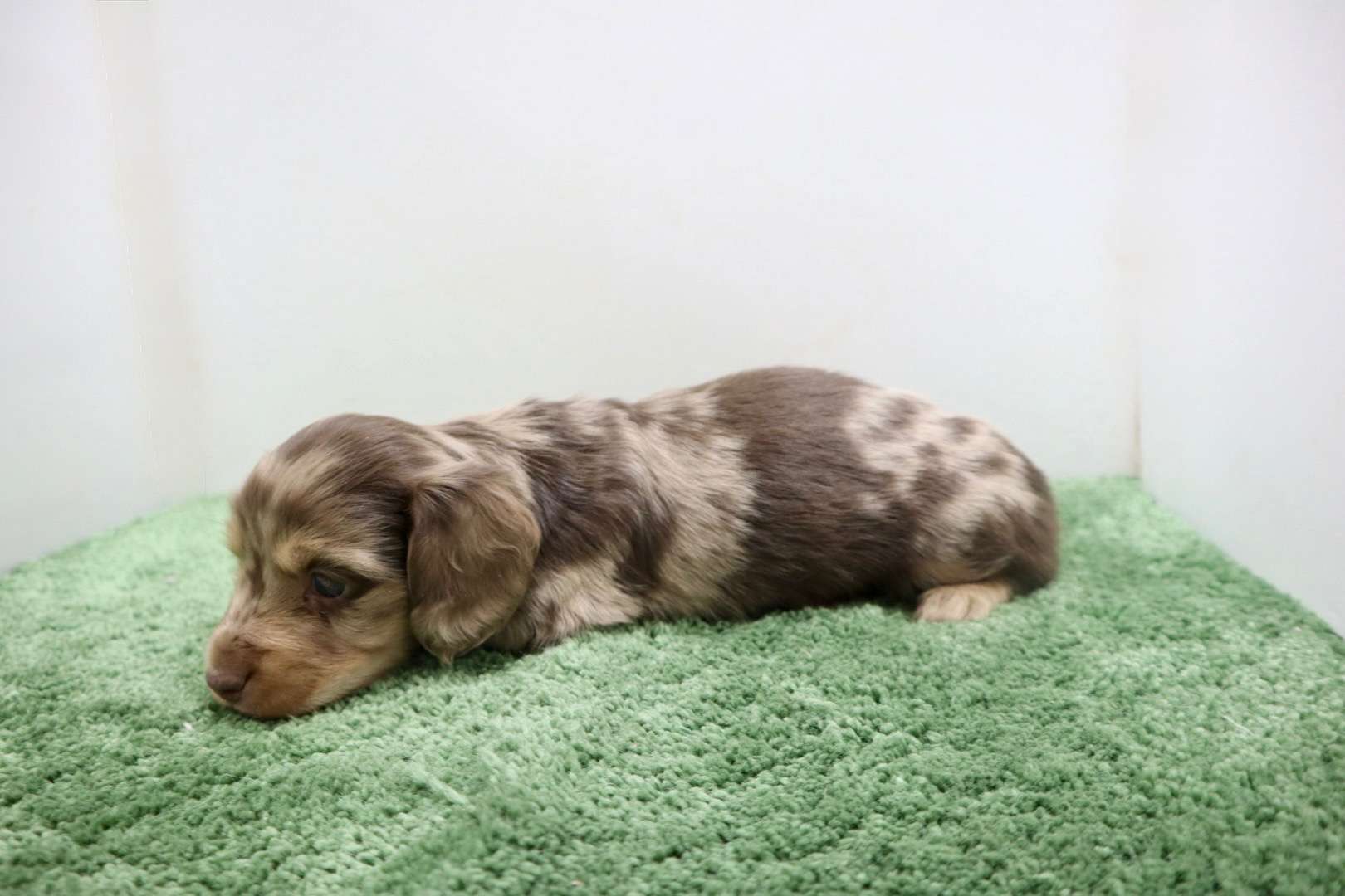 ♂ミニチュアダックスフンド 　¥253,000円（税込）