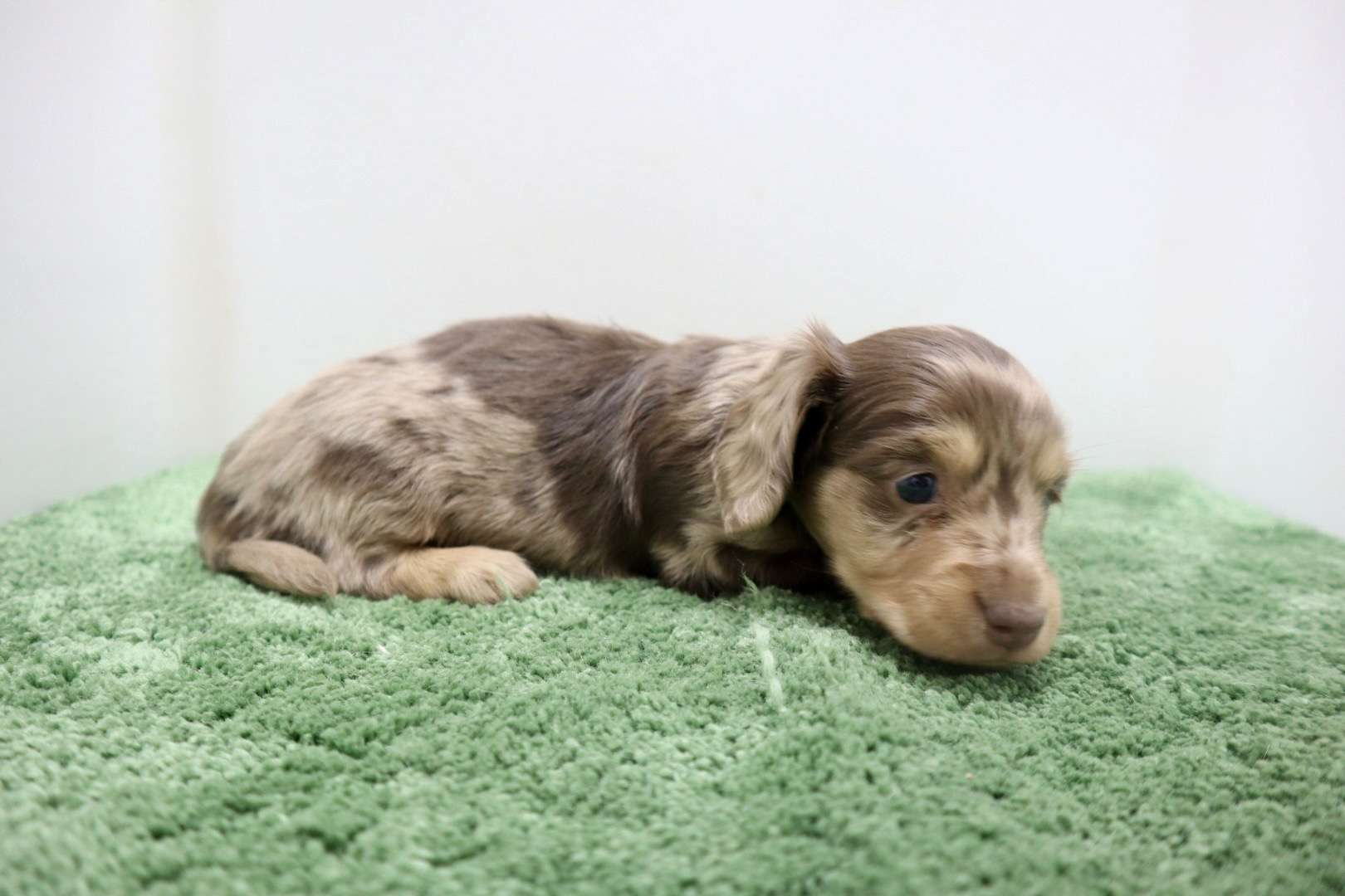 ♂ミニチュアダックスフンド 　¥253,000円（税込）