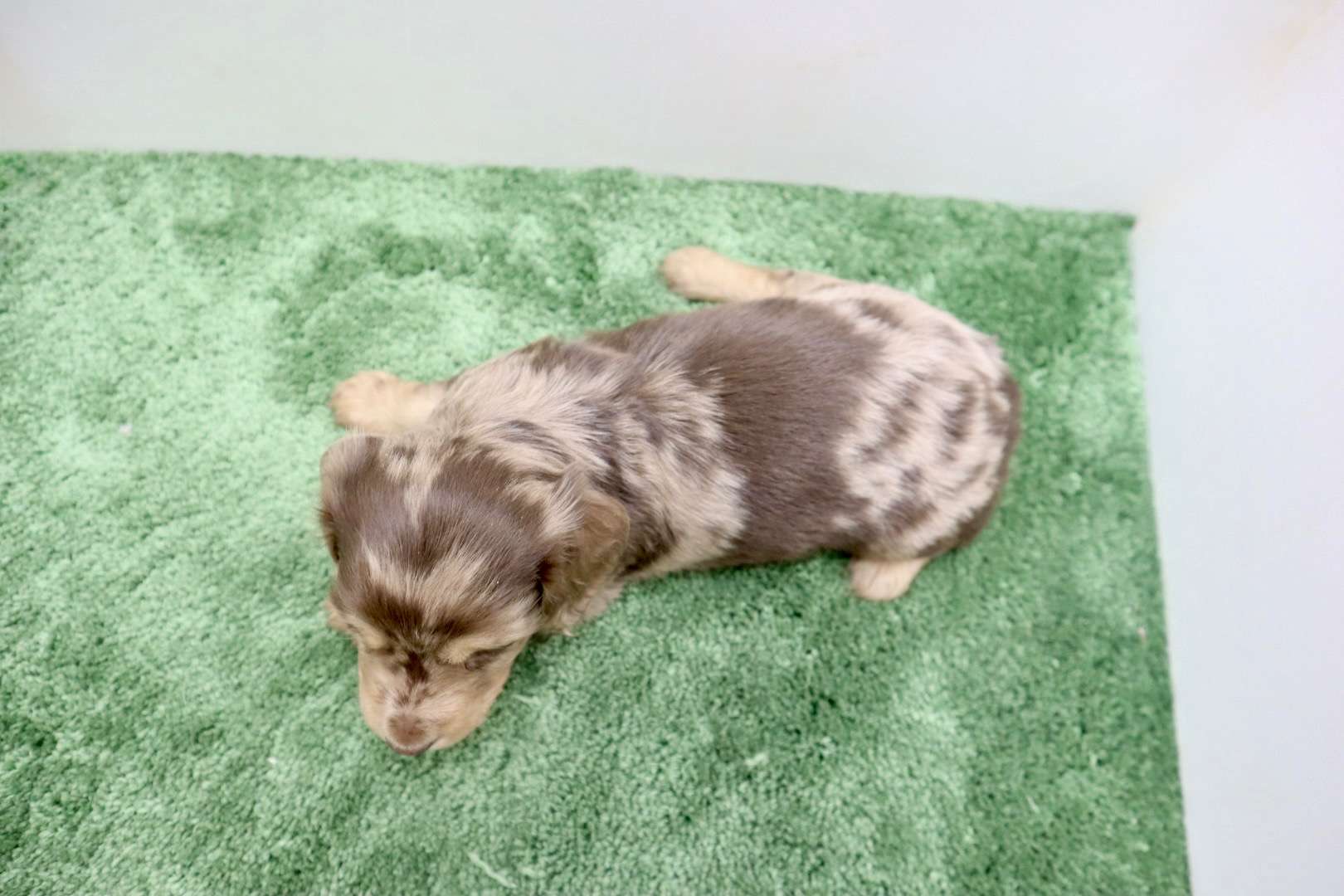 ♂ミニチュアダックスフンド 　¥253,000円（税込）