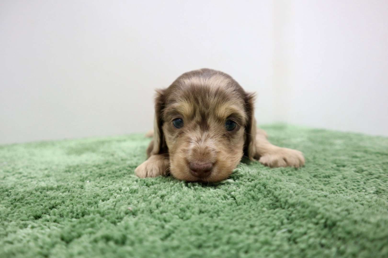 ♂ミニチュアダックスフンド 　¥253,000円（税込）