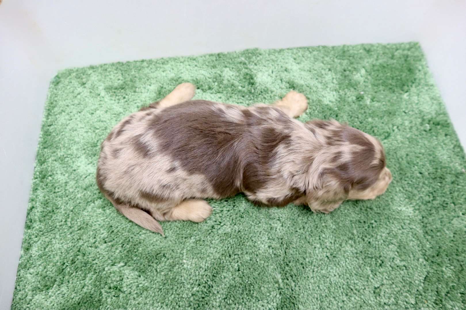 ♂ミニチュアダックスフンド 　¥253,000円（税込）