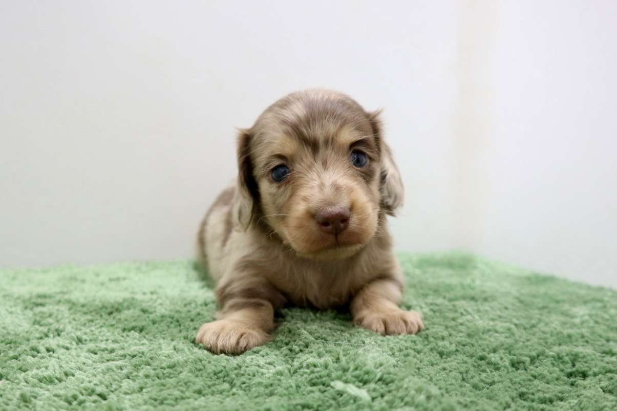 ♀ミニチュアダックスフンド 　¥275,000円（税込）