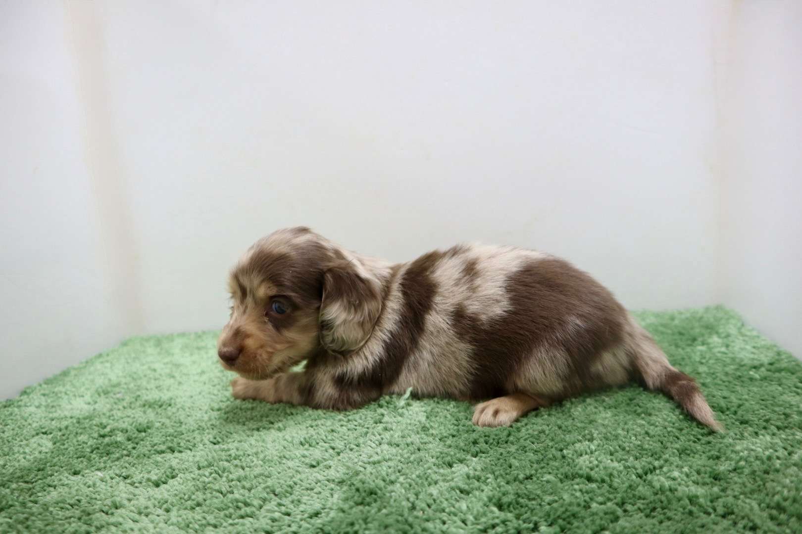 ♀ミニチュアダックスフンド 　¥275,000円（税込）