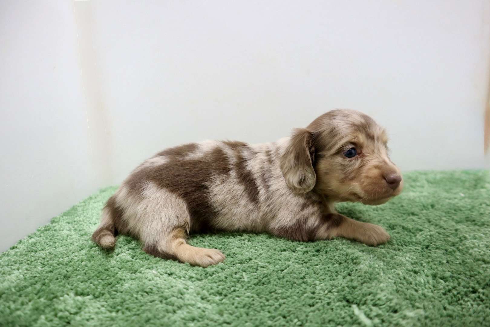 ♀ミニチュアダックスフンド 　¥275,000円（税込）