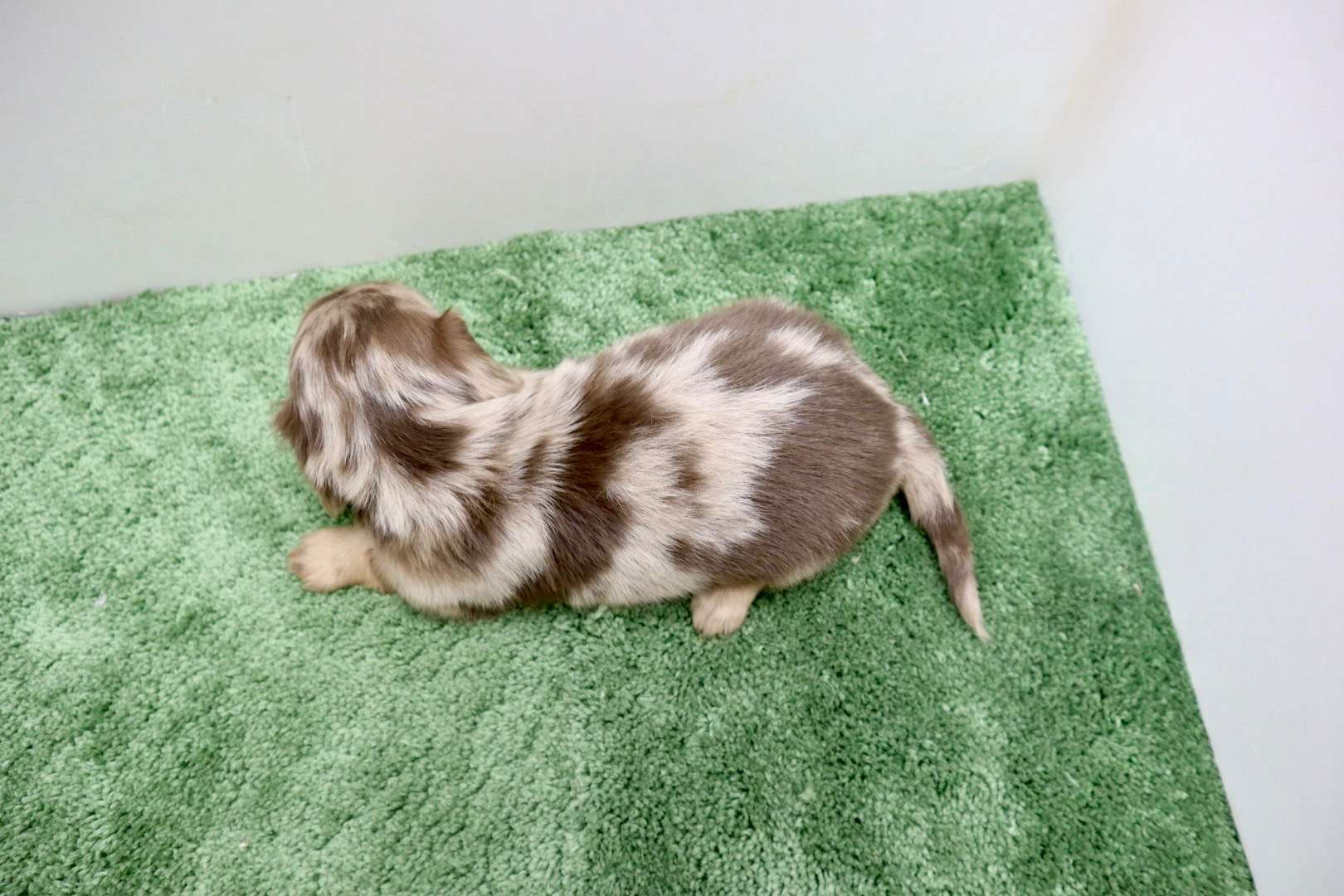 ♀ミニチュアダックスフンド 　¥275,000円（税込）