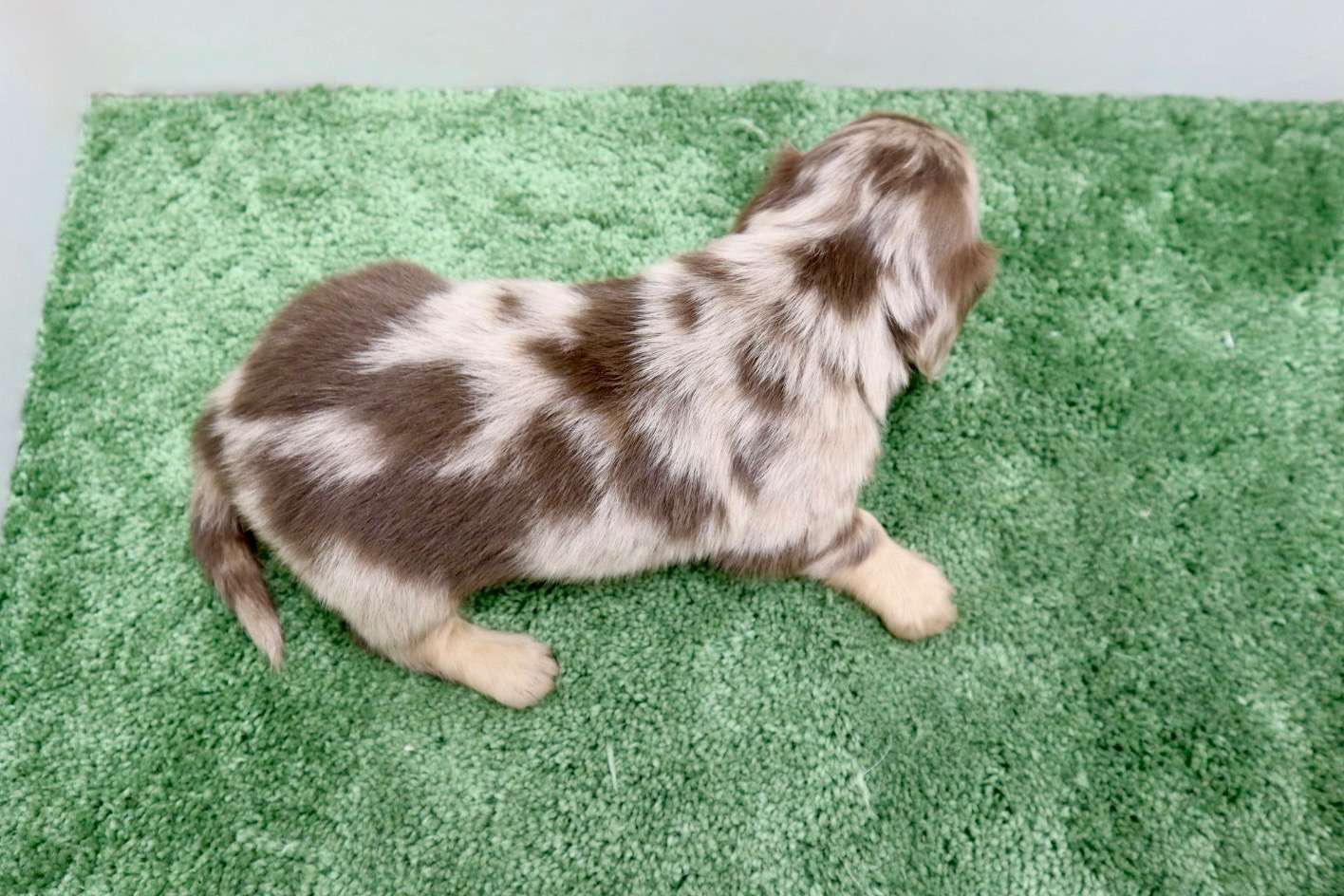 ♀ミニチュアダックスフンド 　¥275,000円（税込）