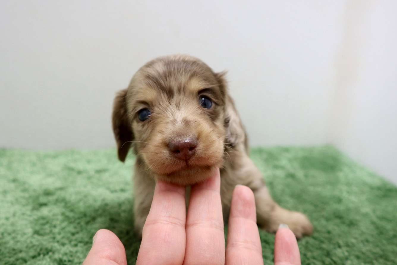 ♀ミニチュアダックスフンド 　¥275,000円（税込）