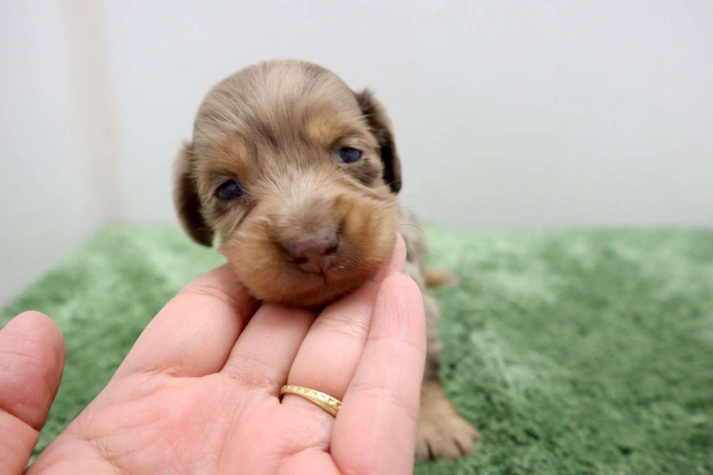 ♂ミニチュアダックスフンド 　¥253,000円（税込）