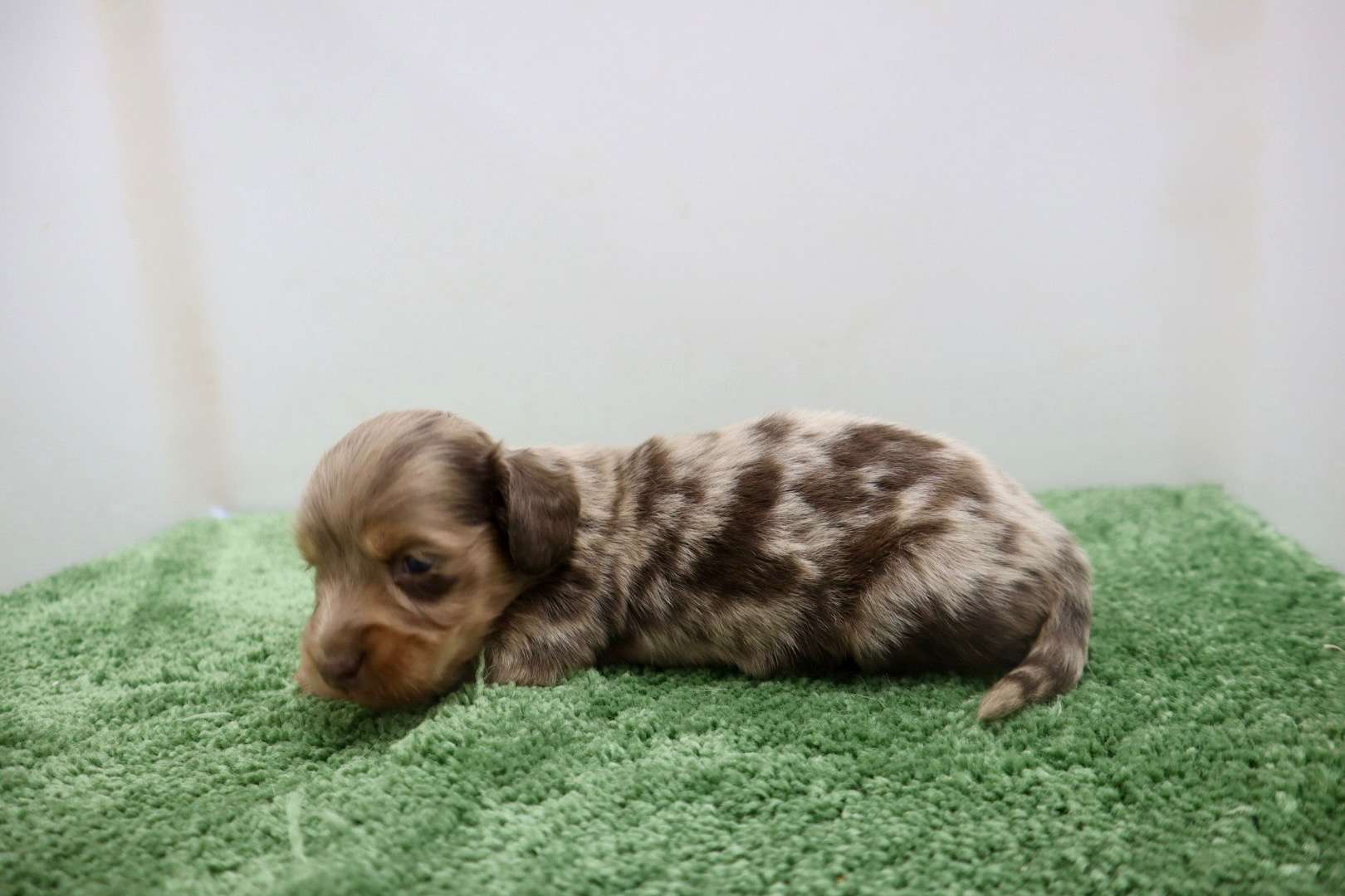 ♂ミニチュアダックスフンド 　¥253,000円（税込）