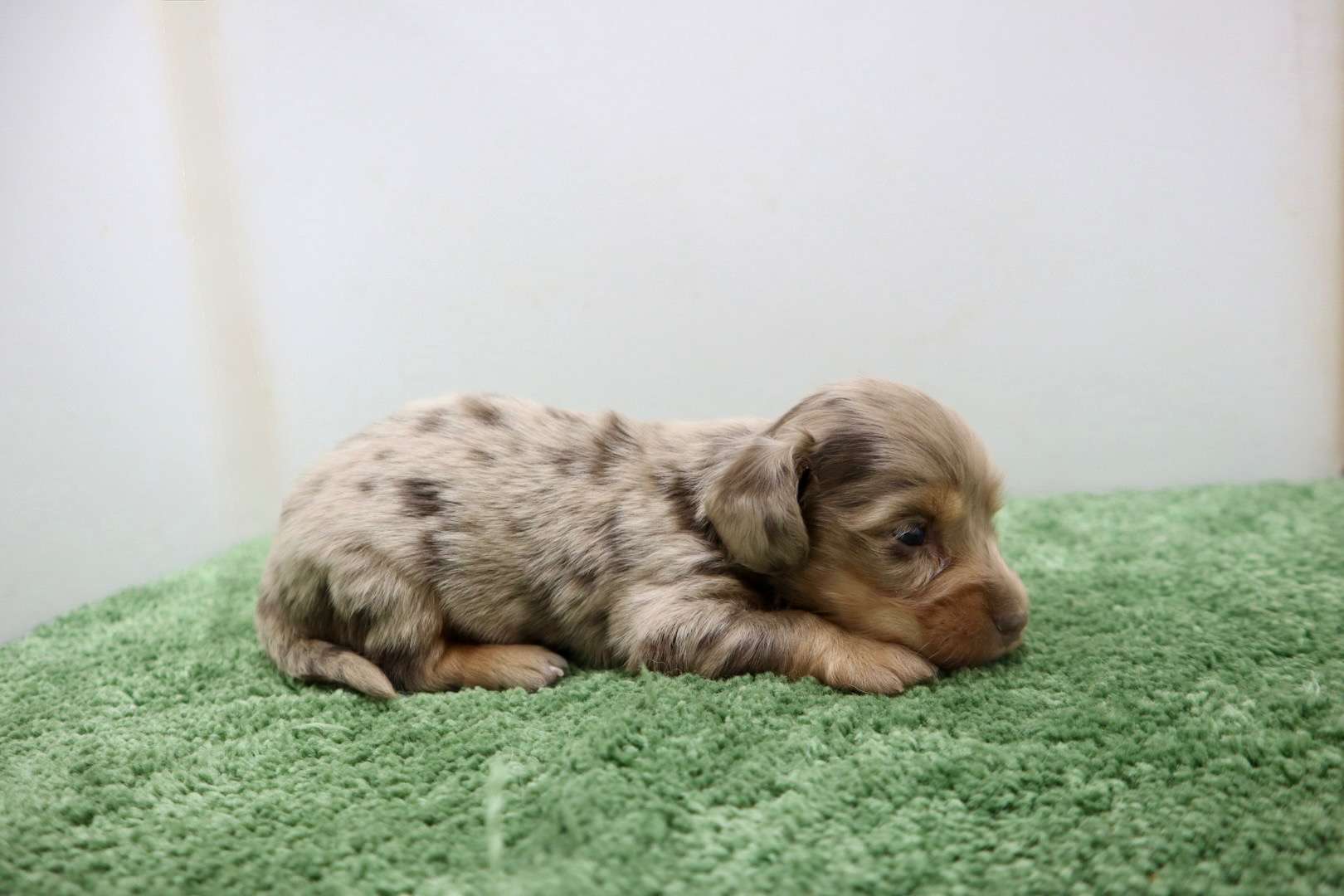 ♂ミニチュアダックスフンド 　¥253,000円（税込）