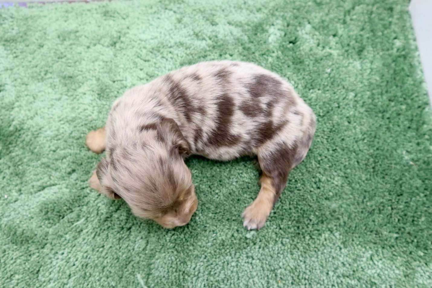 ♂ミニチュアダックスフンド 　¥253,000円（税込）