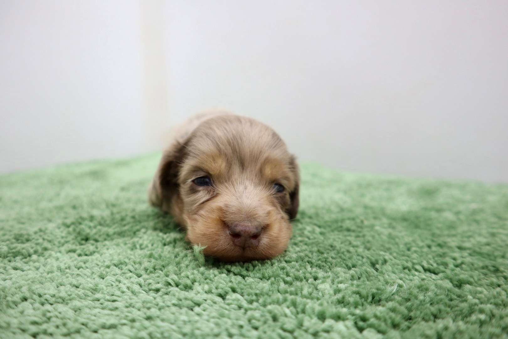 ♂ミニチュアダックスフンド 　¥253,000円（税込）