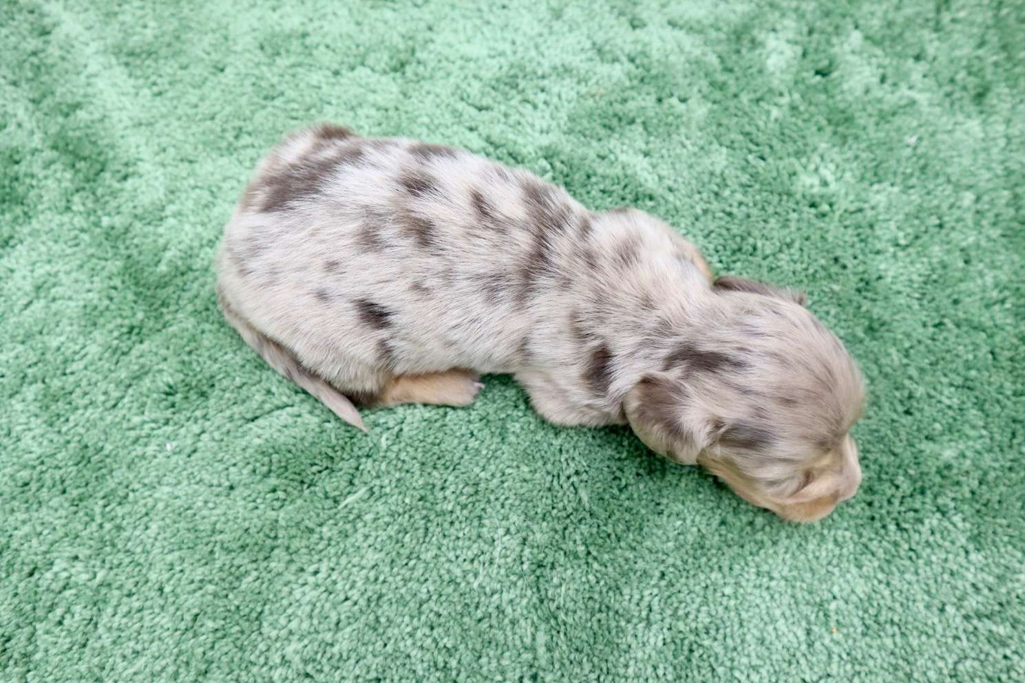 ♂ミニチュアダックスフンド 　¥253,000円（税込）