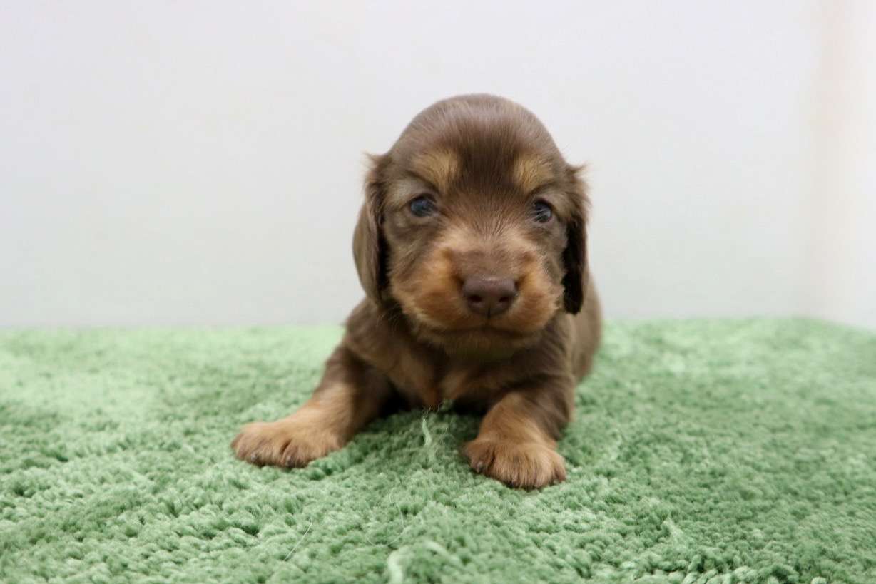 ♀ミニチュアダックスフンド 　¥253,000円（税込）