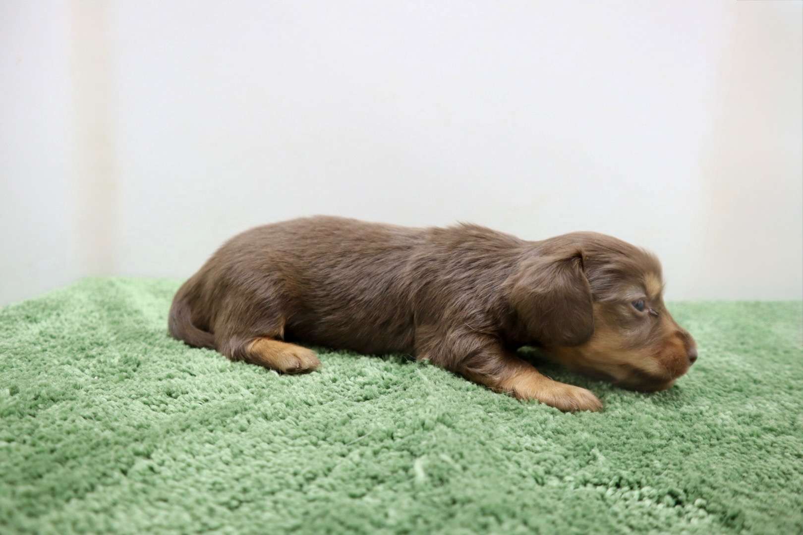 ♀ミニチュアダックスフンド 　¥253,000円（税込）