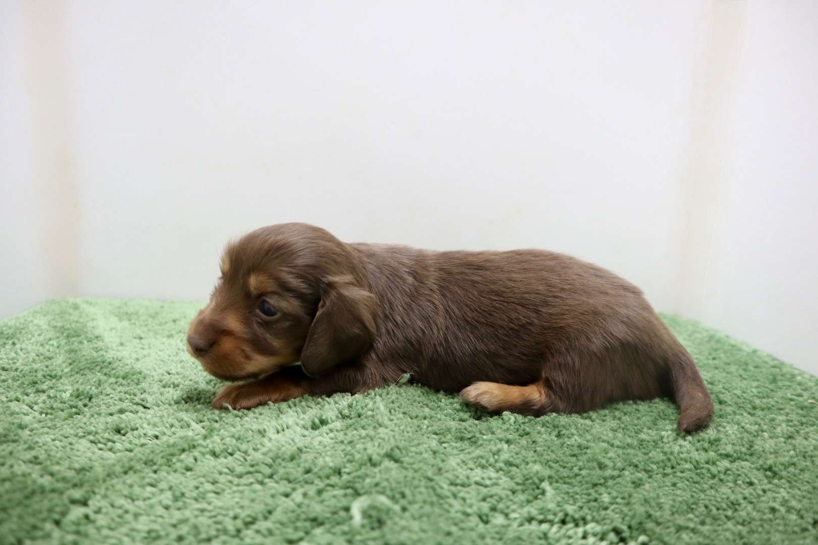 ♀ミニチュアダックスフンド 　¥253,000円（税込）