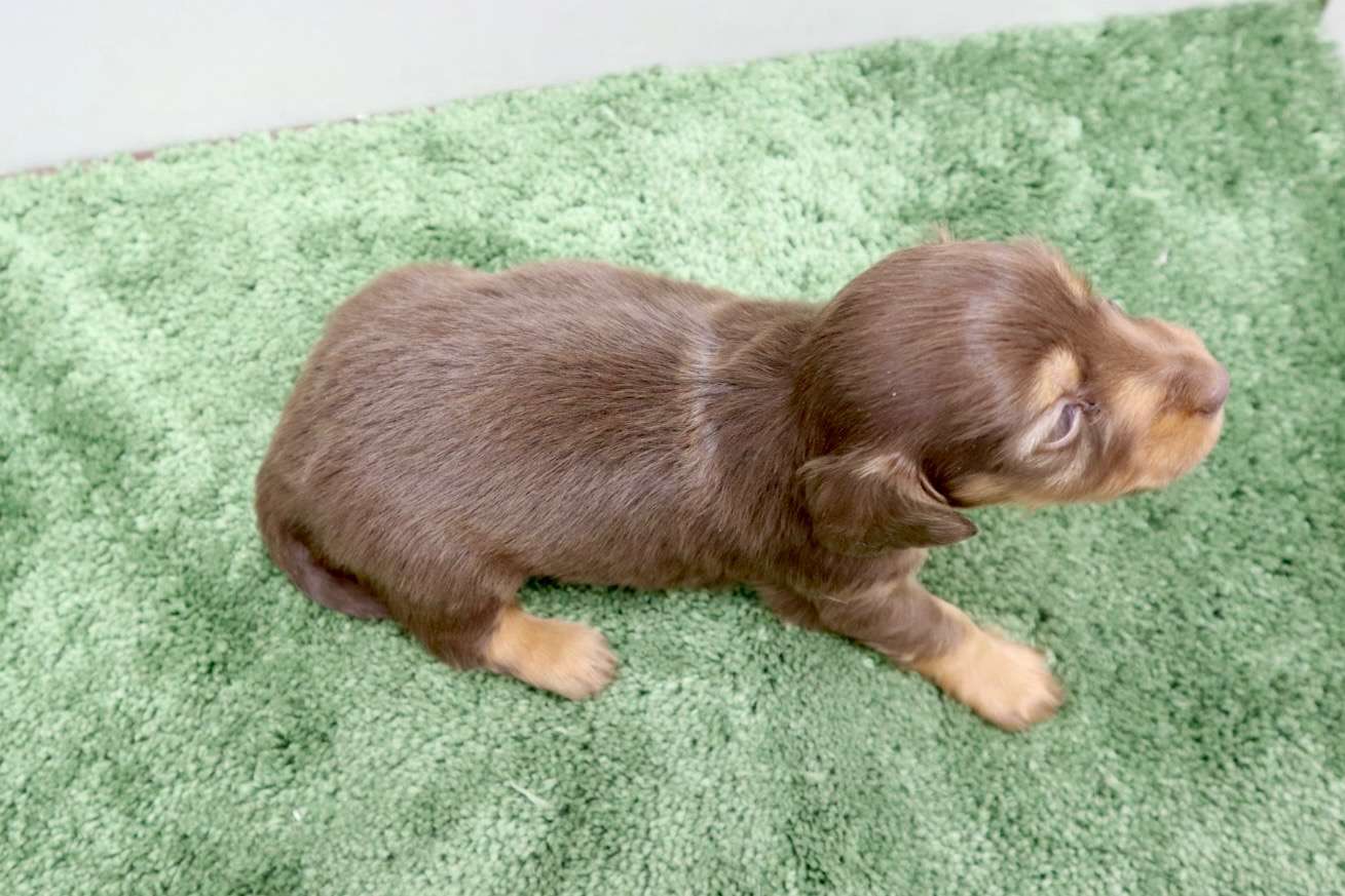 ♀ミニチュアダックスフンド 　¥253,000円（税込）