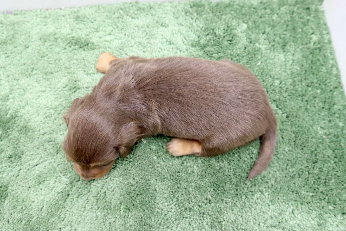 ♀ミニチュアダックスフンド 　¥253,000円（税込）