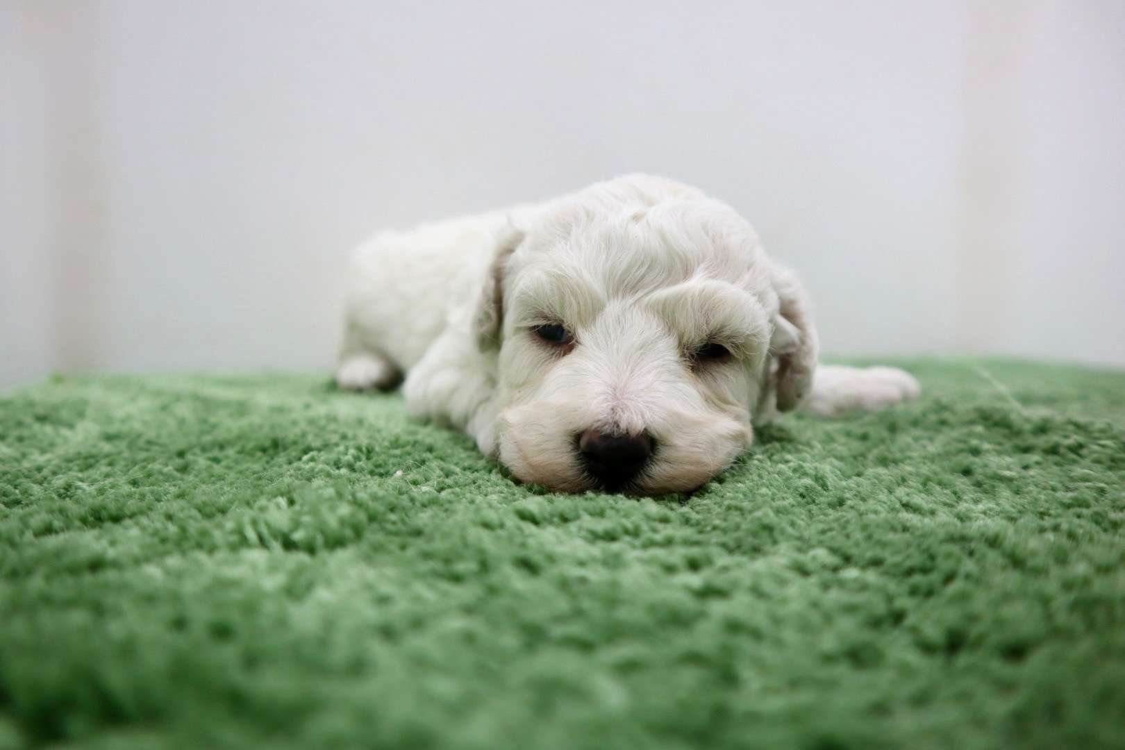 ♀ビションフリーゼ　¥220,000円（税込）