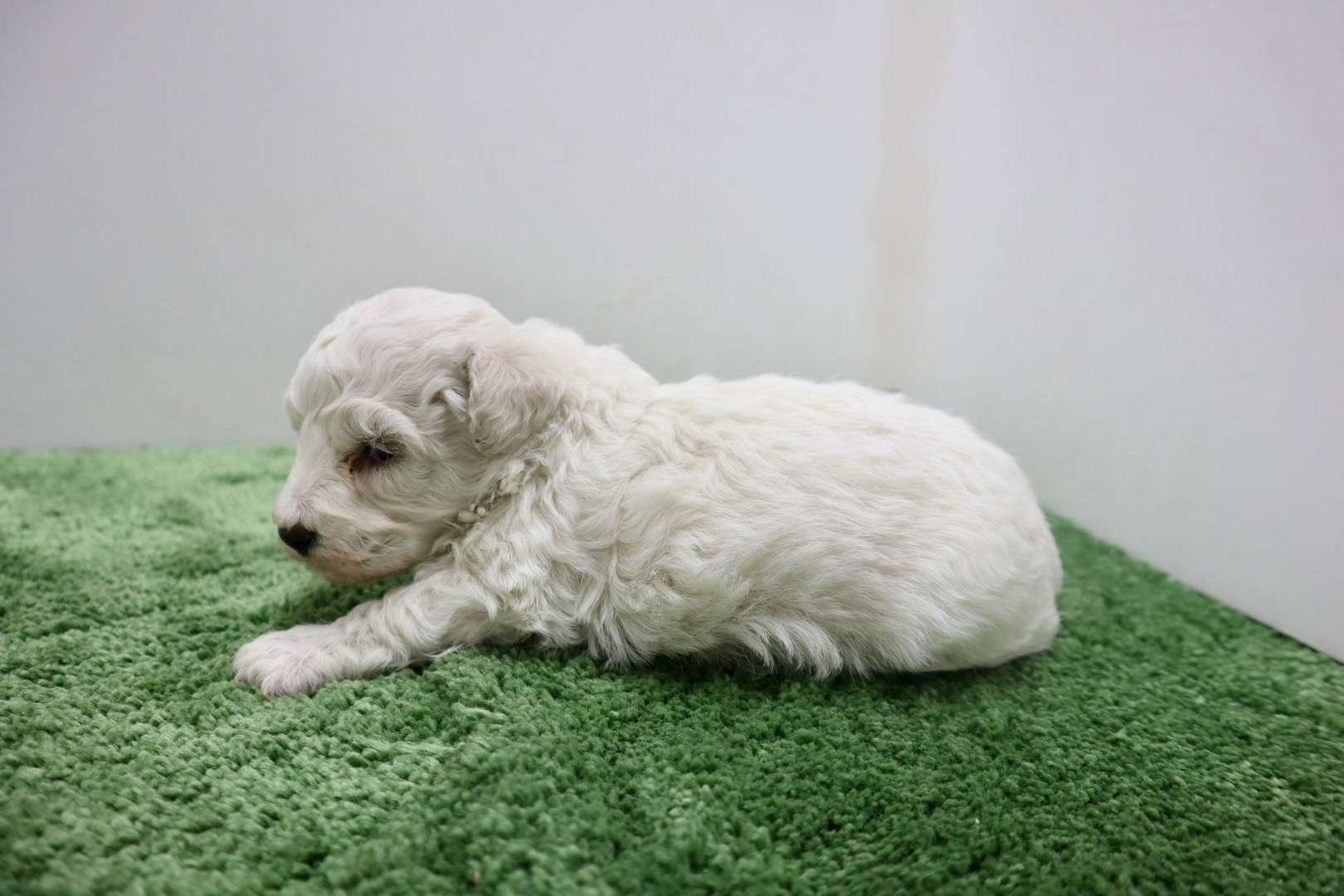 ♀ビションフリーゼ　¥220,000円（税込）