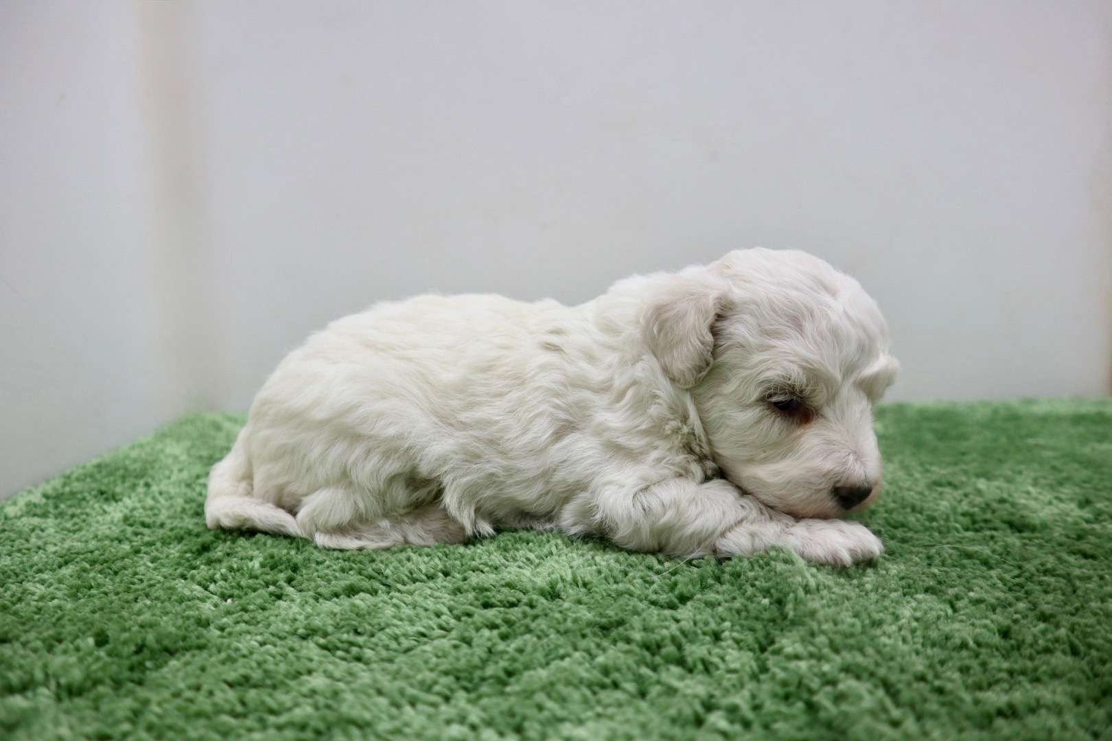 ♀ビションフリーゼ　¥220,000円（税込）