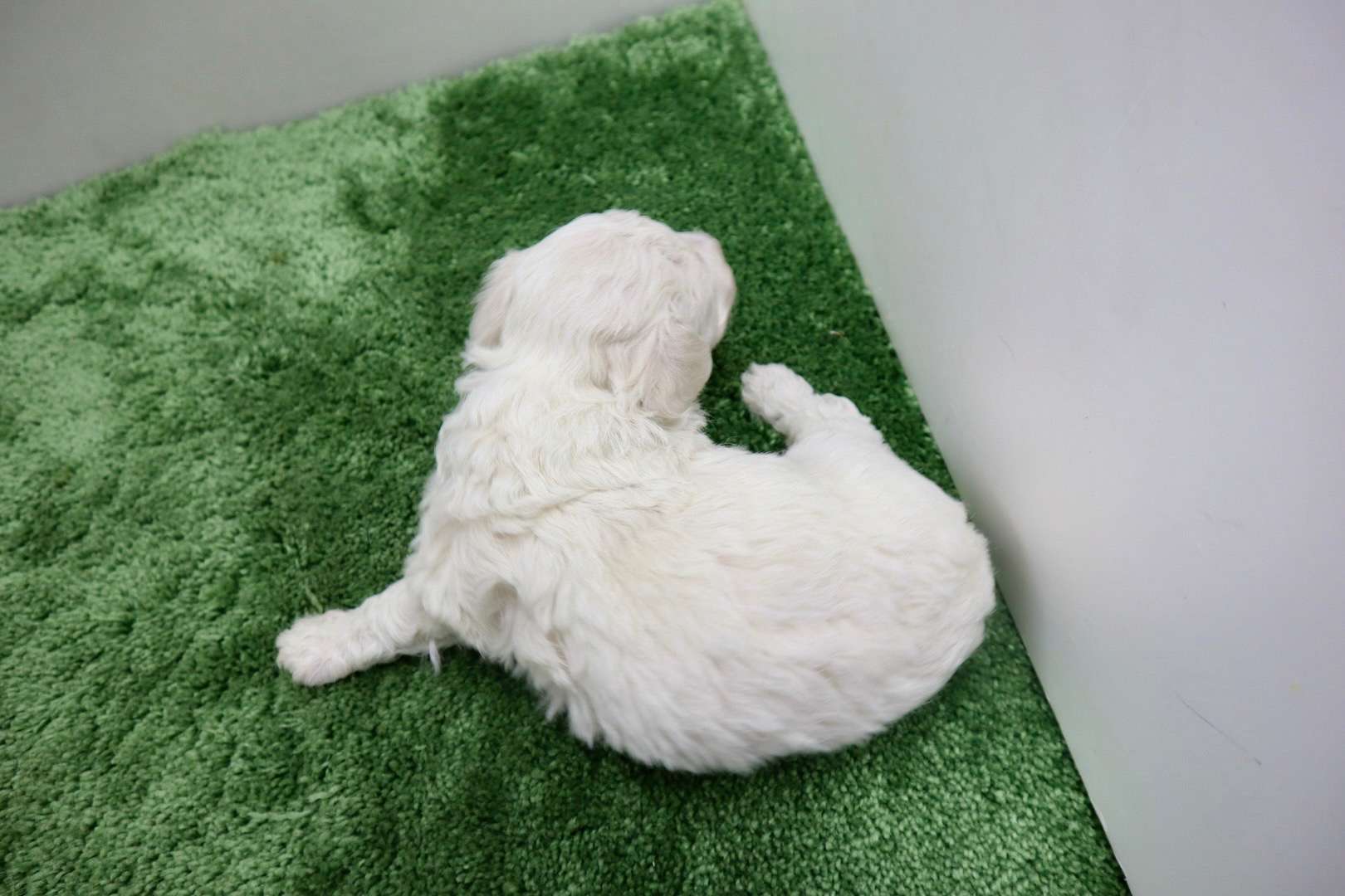 ♀ビションフリーゼ　¥220,000円（税込）