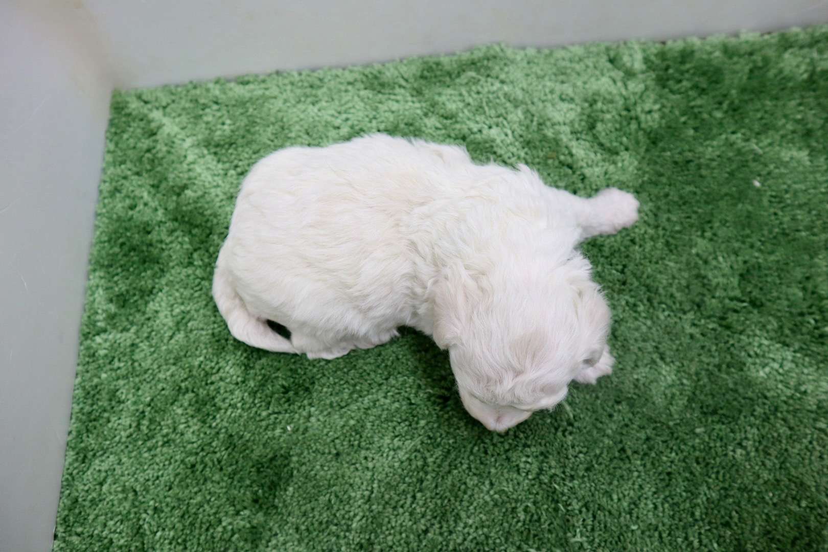 ♀ビションフリーゼ　¥220,000円（税込）