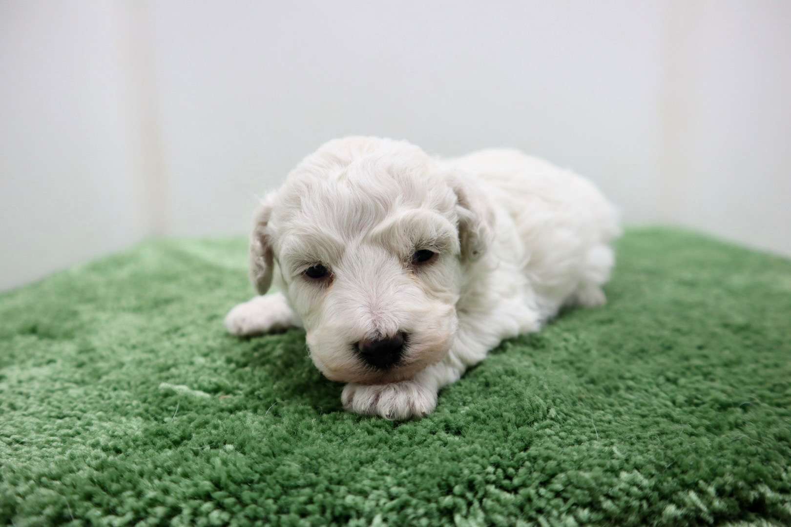 ♀ビションフリーゼ　¥220,000円（税込）