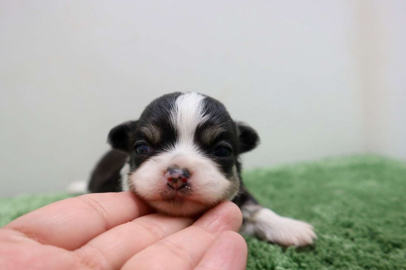 ♀ロングコートチワワ　¥253,000円（税込）
