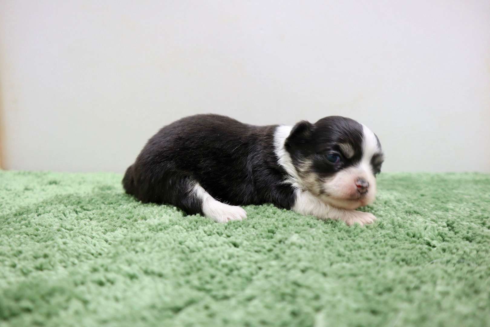 ♀ロングコートチワワ　¥253,000円（税込）