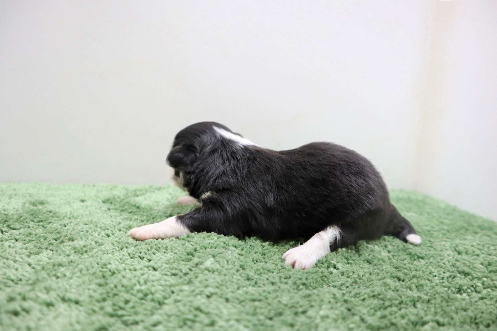 ♀ロングコートチワワ　¥253,000円（税込）