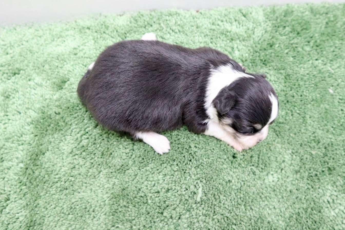 ♀ロングコートチワワ　¥253,000円（税込）