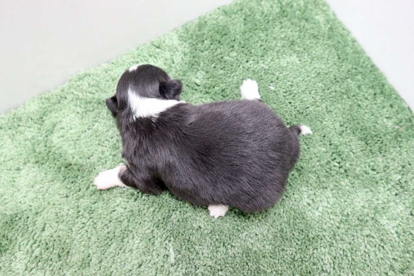 ♀ロングコートチワワ　¥253,000円（税込）